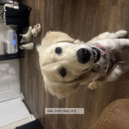 Photo 1/1 Puddin Dog lost in Chesapeake