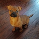 Bambi