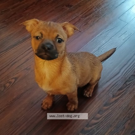 Photo 1/1 Bambi Dog lost in Paterson
