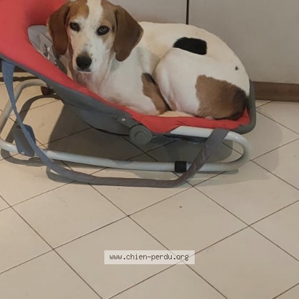Foto eines wiedergefundenen Hundes in Villefranche Sur Saone