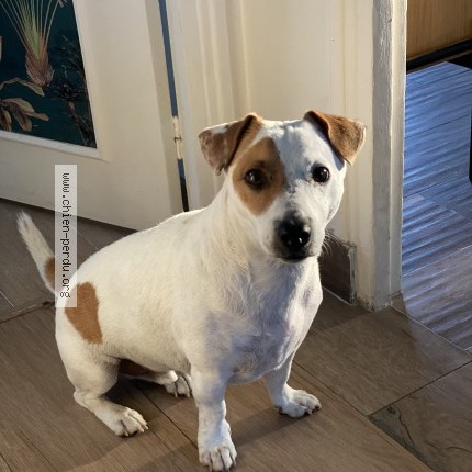 Foto eines wiedergefundenen Hundes in Chelles
