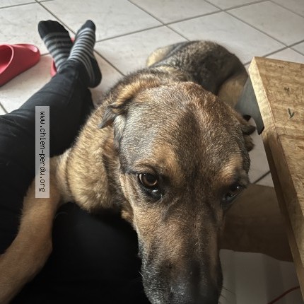 Foto eines wiedergefundenen Hundes in Pujo