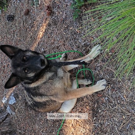 Photo 1/1 Rosie Dog lost in San Jose