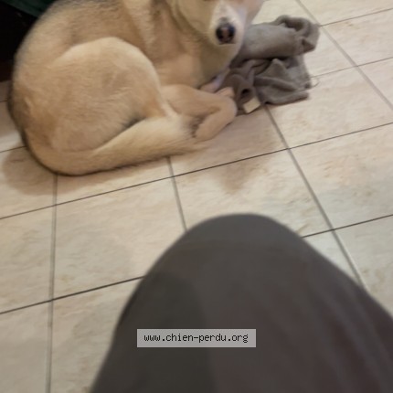 Foto eines wiedergefundenen Hundes in Percy En Normandie