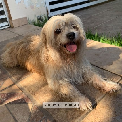 Photo 1/1 Found dog Found in Carolina