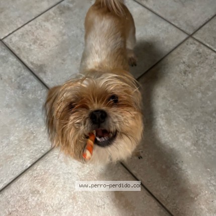 Photo 1/2 Kuky Dog lost in South Daytona