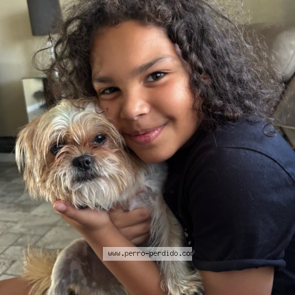 Photo 2/2 Kuky Dog lost in South Daytona