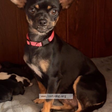 Photo 1/1 chilindrina Dog lost in Houston