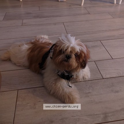 Foto van vermiste hond in Agde