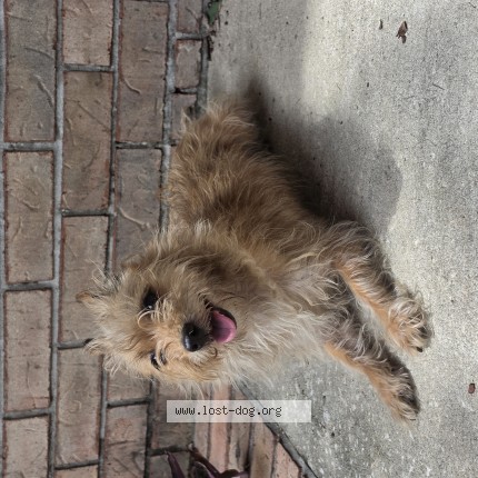 Photo 1/1 Found dog Found in Jacksonville