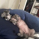 maggie