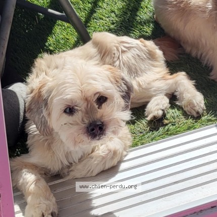 Photo 1/1 Lula Dog lost in Montreal