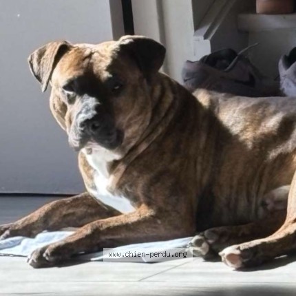 Foto 1/2 guizmo Hond vermist in Trazegnies