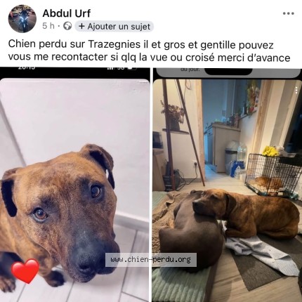 Foto 2/2 guizmo Hond vermist in Trazegnies