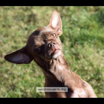 Foto 1/1 Hitcha Hond vermist in Flemalle Grande