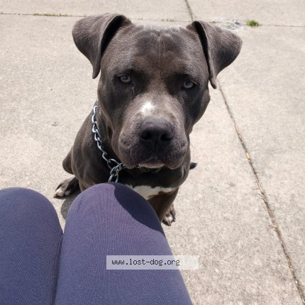 Photo 1/1 apollo Dog lost in Detroit