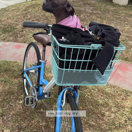 Photo 1/1 Cheppa Dog lost in Pomona