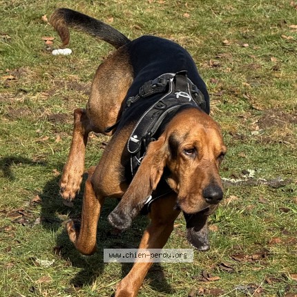 Foto 1/1 simba Hund verloren in Hellange
