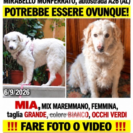 Foto 1/1 Mia Cane smarrito a Mirabello Monferrato