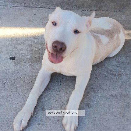 Photo 1/1 Kodi Dog lost in Victorville