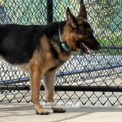 Picture of dog lost at Plymouth