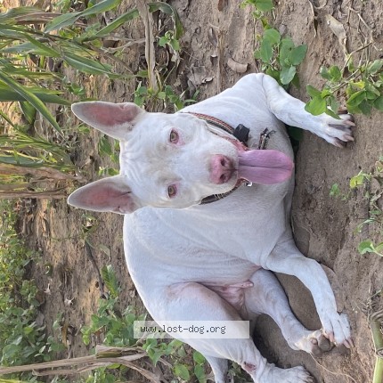 Photo 1/1 Julli Dog lost in Baddi