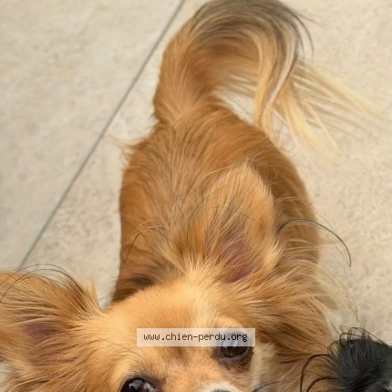 Foto 1/1 molly Hond vermist in La Hestre