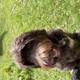Winston