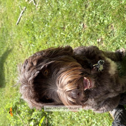 Photo 1/1 Reunited dog Lost in Lavaltrie