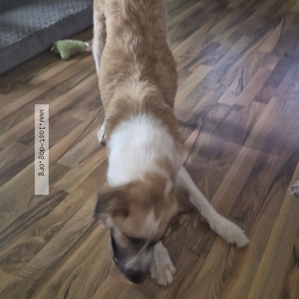 Photo 1/1 Found dog Found in Aniwa