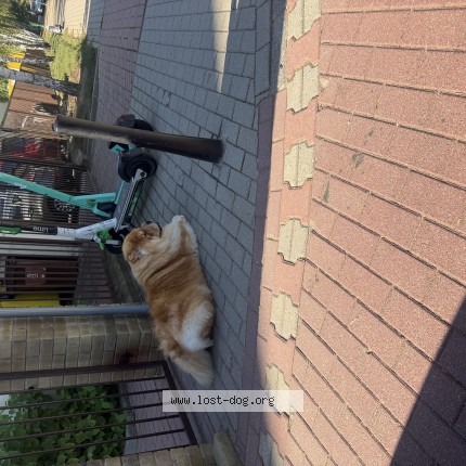 Zdjęcie 1/1 Znaleziony pies Znaleziony w Warszawa