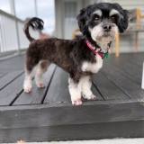estrella