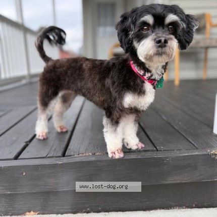 Photo 1/1 estrella Dog lost in Wyoming