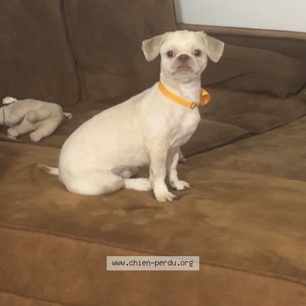 Foto 1/1 Pablo Hond vermist in Tellin