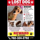 Biscuit