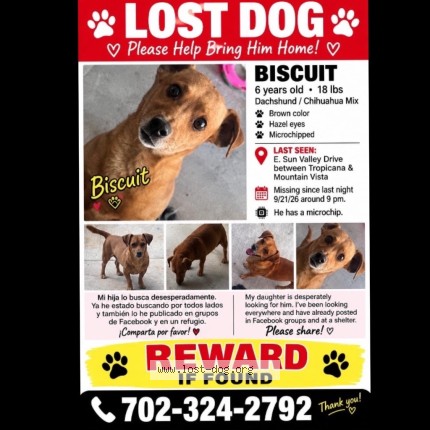 Photo 1/1 Biscuit Dog lost in Las Vegas