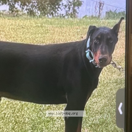 Photo 1/1 Reunited dog Lost in Shreveport