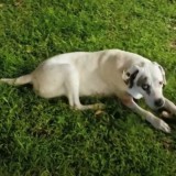 Petey