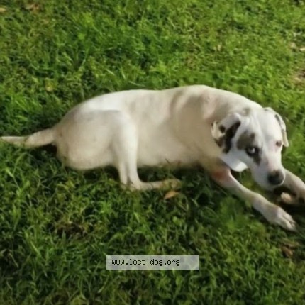 Photo 1/1 Petey Dog lost in Fruitland Park