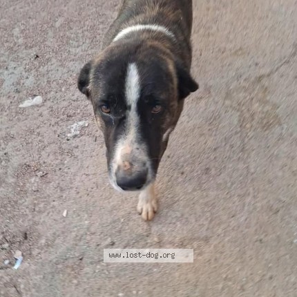 Foto 1/1 Pula Cão perdido em Algoz