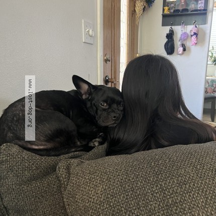Photo 1/1 ozzy Dog lost in Los Angeles