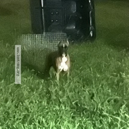 Photo 1/1 Found dog Found in Monee