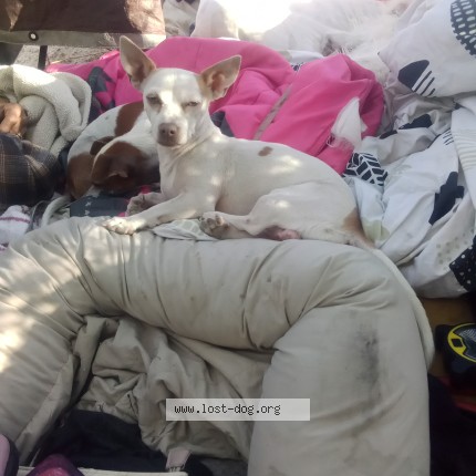 Photo 1/1 marshmallow Dog lost in Las Vegas