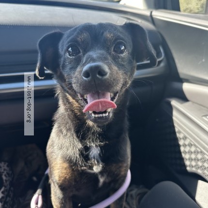 Photo 1/1 Found dog Found in Chicago