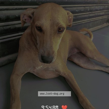 Photo 1/1 Reunited dog Lost in Mumbai