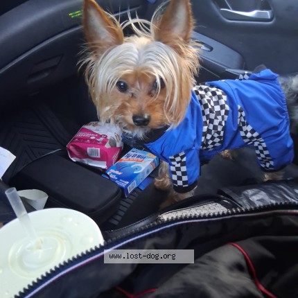 Photo 1/1 Rollie Dog lost in East Los Angeles