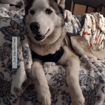 Photo 1/1 Found dog Found in Rockford