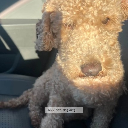 Photo 1/1 oso Dog lost in Three Rivers