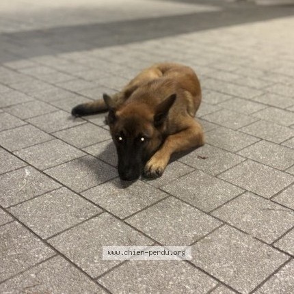 Photo of a dog found in Caen