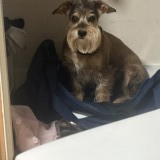 roscoe